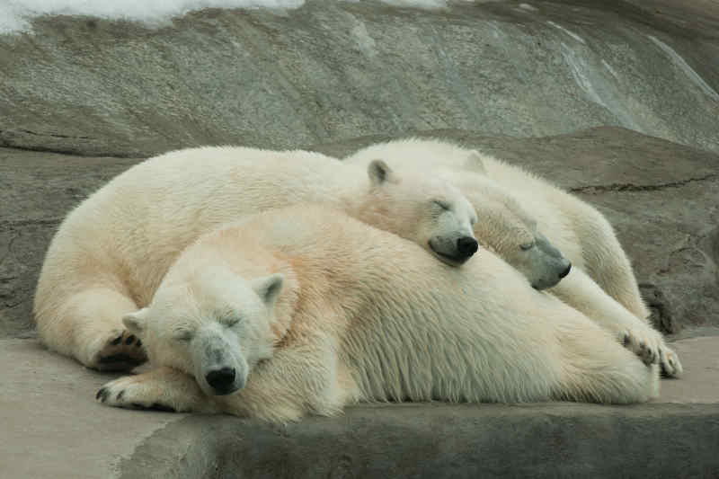 Sleeping polar bears