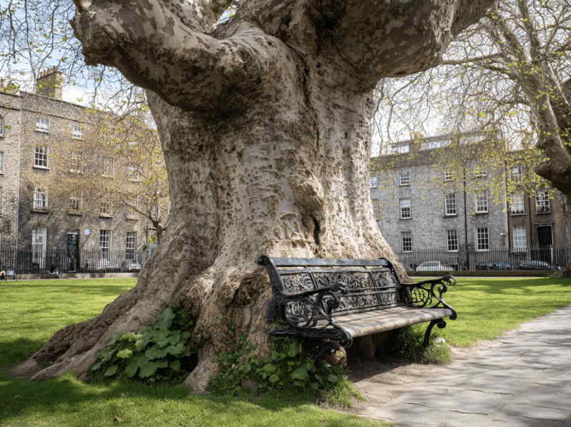 The Hungry Tree in Dublin, Ireland, where a large 80-year-old London plane tree has partially swallowed a cast-iron bench at King’s Inns, creating one of the city’s most unusual landmarks.