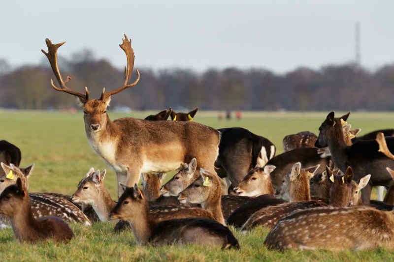 Phoenix Park in Dublin, Ireland