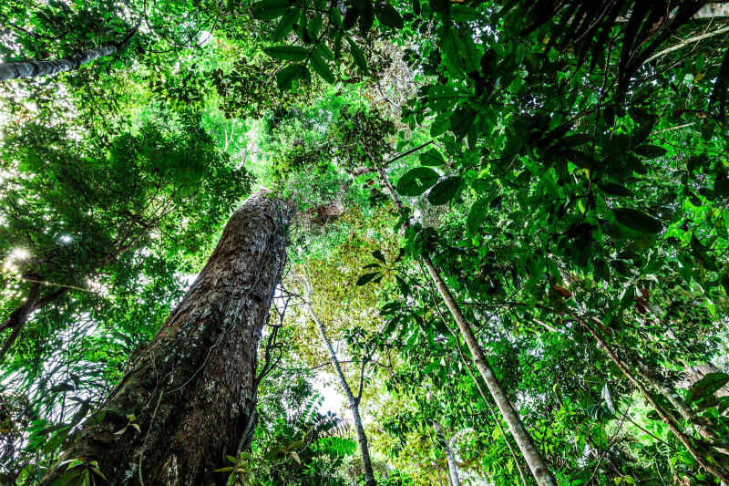 Travel Guide to the Amazon Rainforest