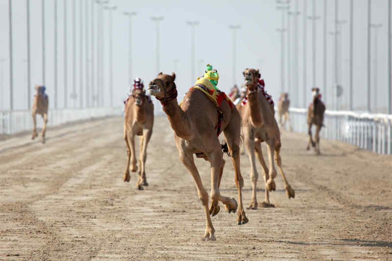 Camel racing