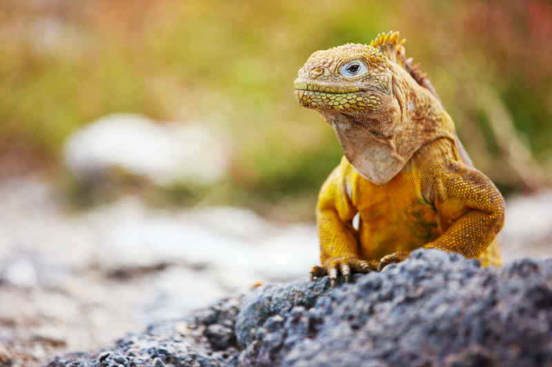 Land iguana