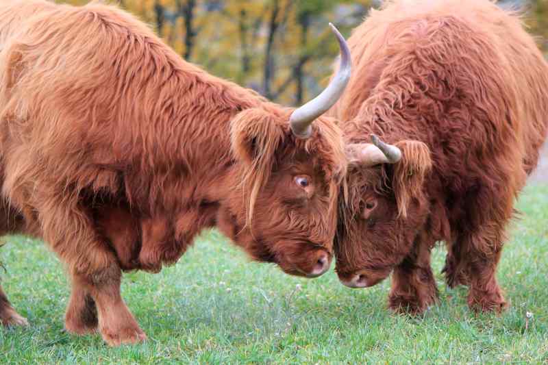 Travel to Scotland Highlands