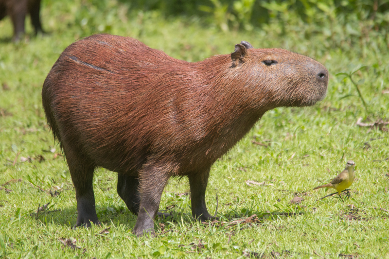 Capybara