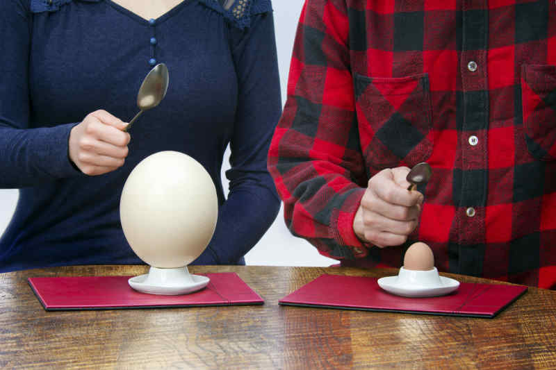 Ostrich Egg