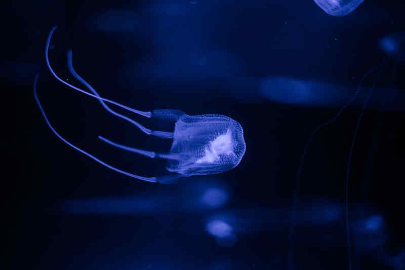 Box Jellyfish