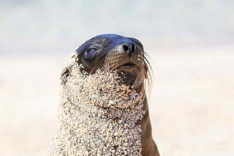 Sleepiest Sea Lion