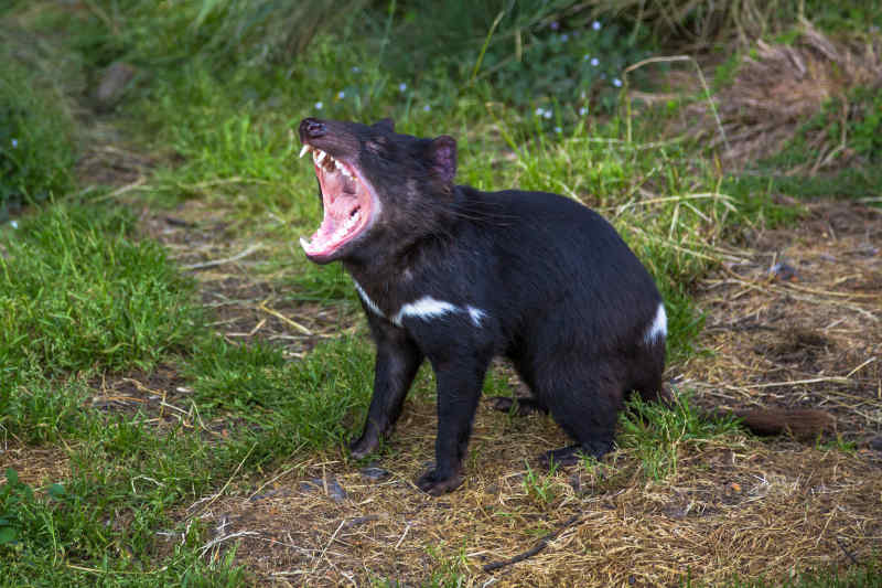 Tasmanian Devil