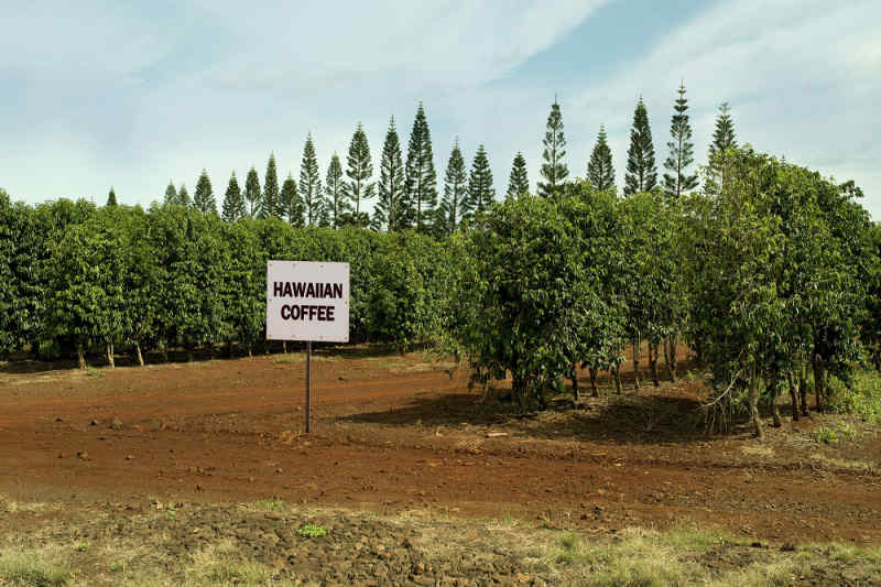 Hawaiian Coffee Farm