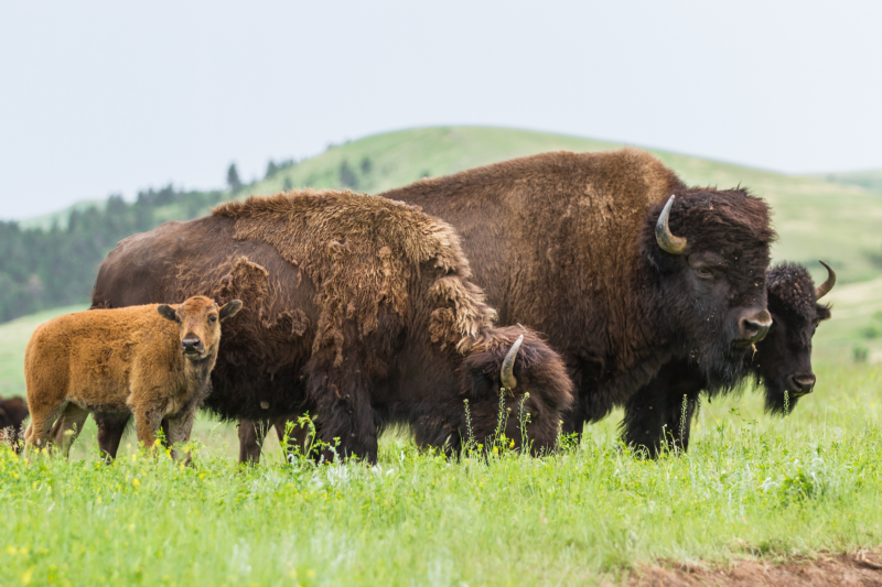 American Bison