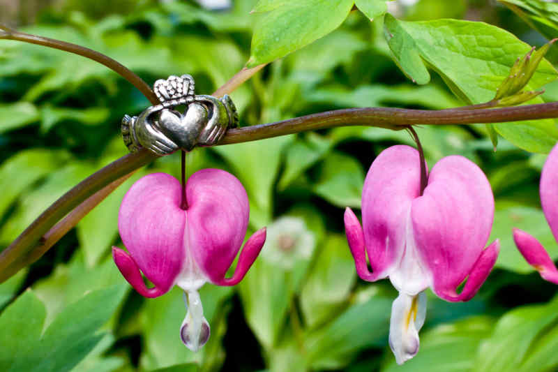 Claddagh ring