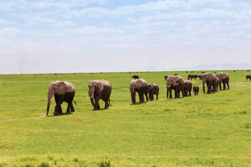 Masai Mara National Reserve, Kenya