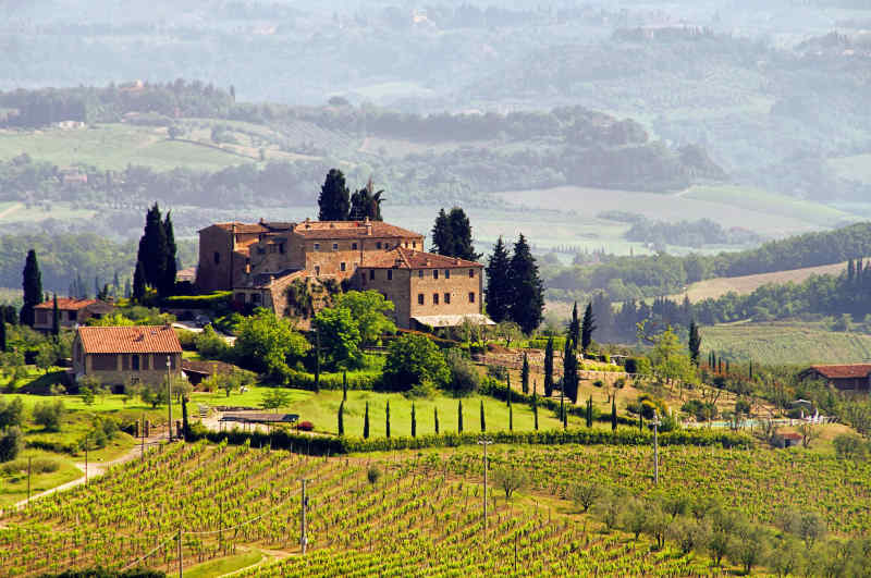 Vineyard in Tuscany, Italy