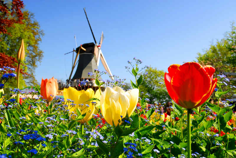 Keukenhof Lisse in Amsterdam, Netherlands