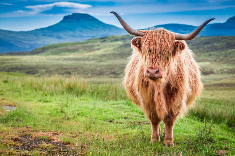 Highland Hairy Coo