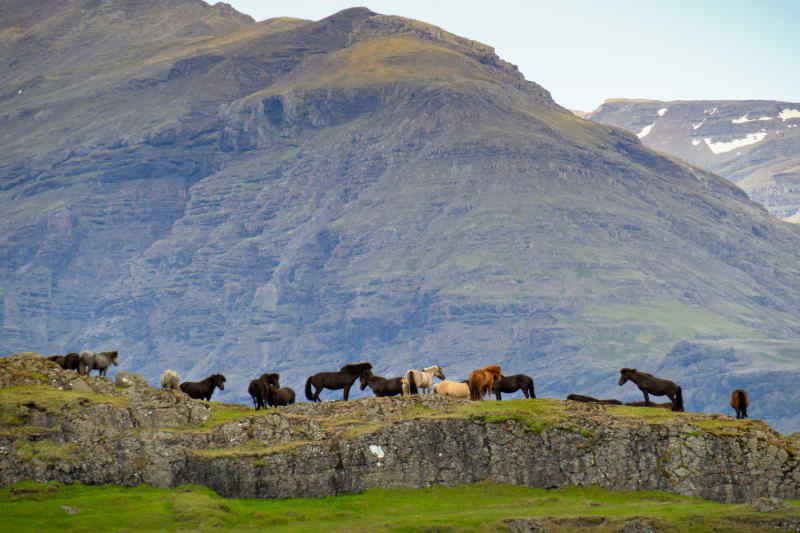 Connemara ponies in Connemara National Park