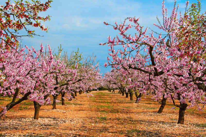 Almond Trees in Madrid