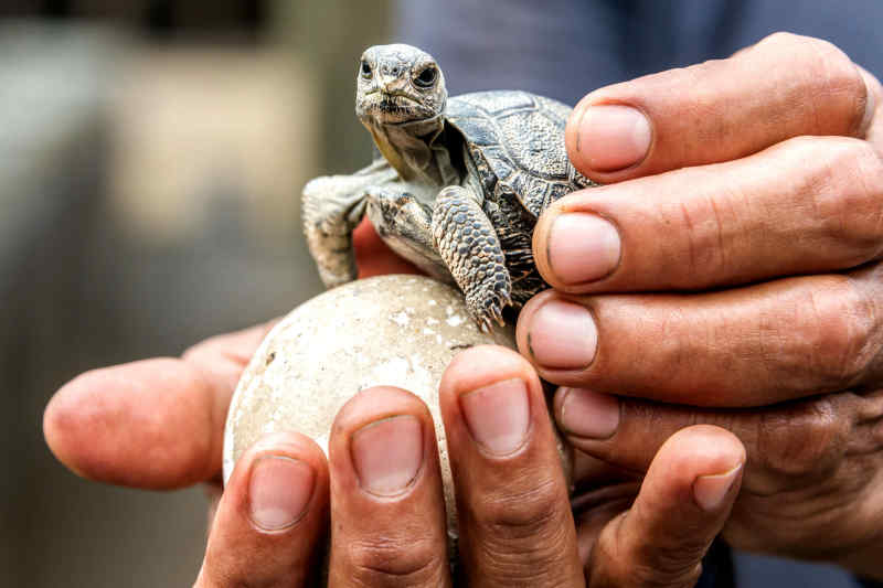 Baby tortoise