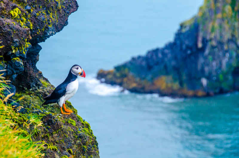 Puffin, Iceland in Summer