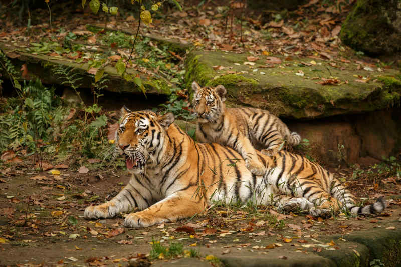 Tigers in Ranthambore National Park