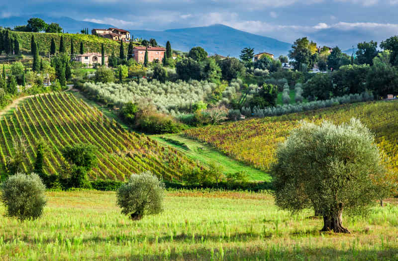 Tuscany Vineyards