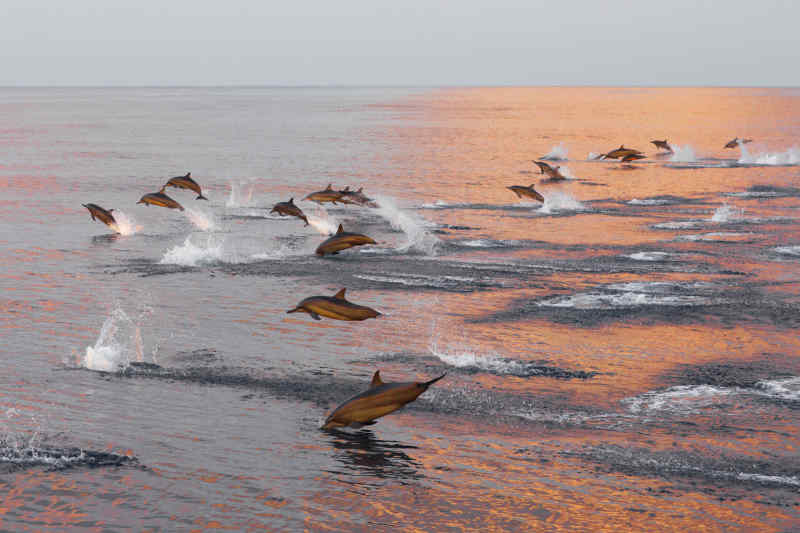 Pod of dolphins