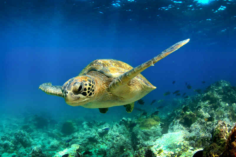 Green Sea Turtle