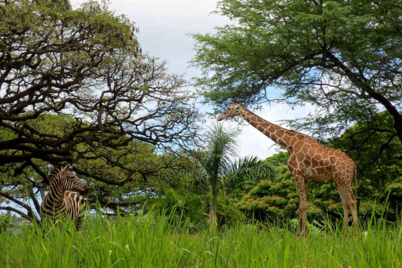 Honolulu Zoo