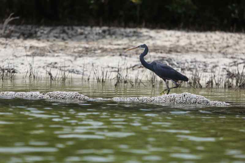 Heron at Eastern Mangroves