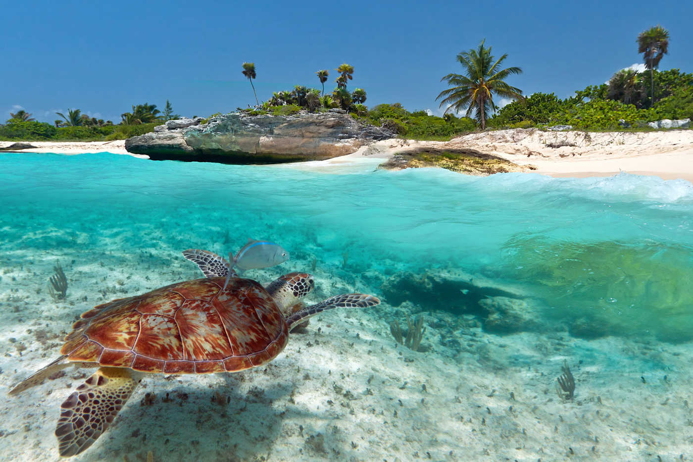 Caribbean & Mexico Vacation Packages - All