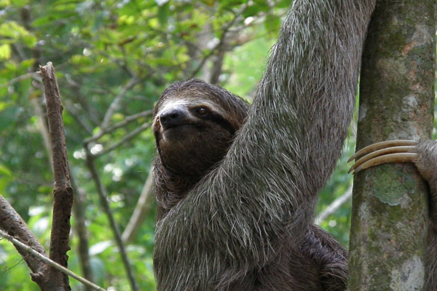 Amazing Animals You May Encounter In The Amazon