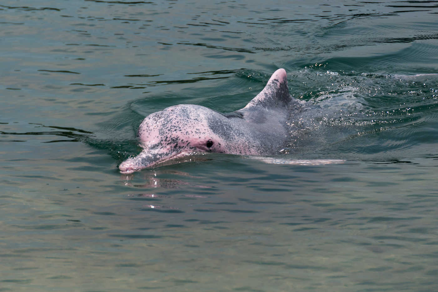 コレクション amazon river dolphin food chain 345795-Amazon river dolphin food