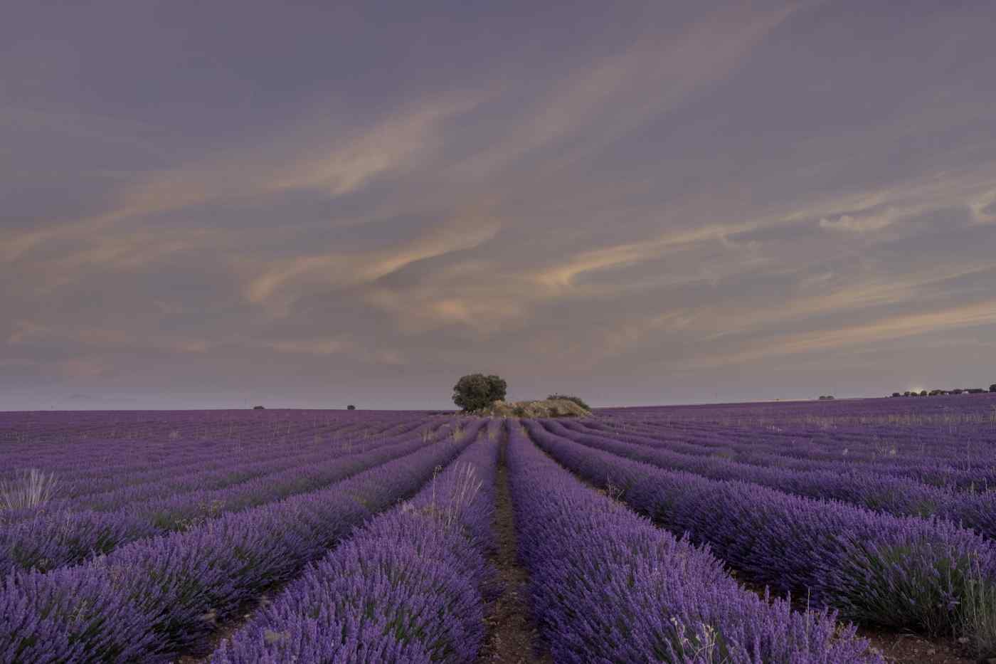 Lavender fields - Brihuega, Spain