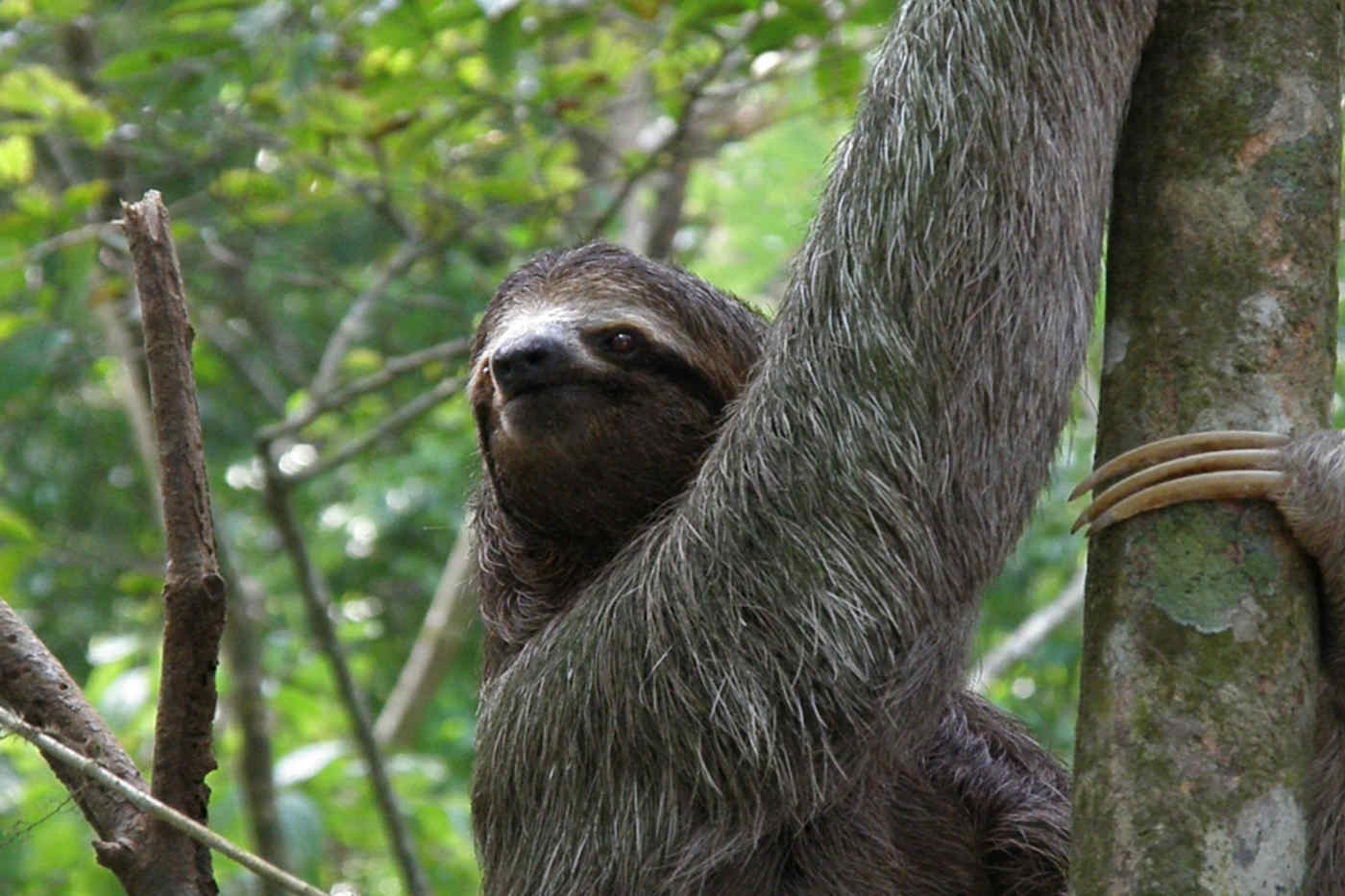 Three-toed sloth