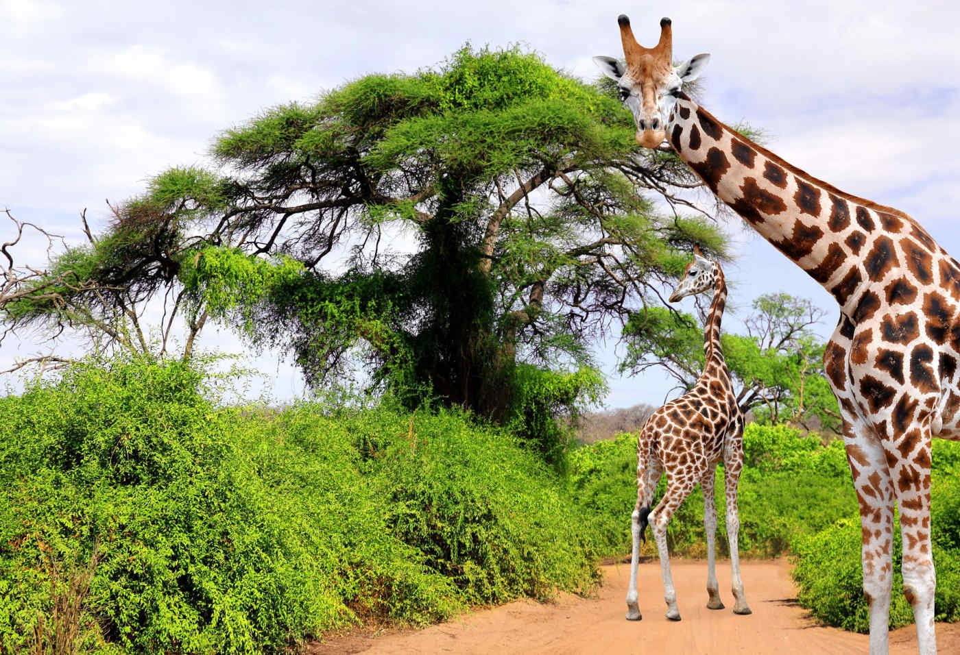 Kruger National Park, South Africa