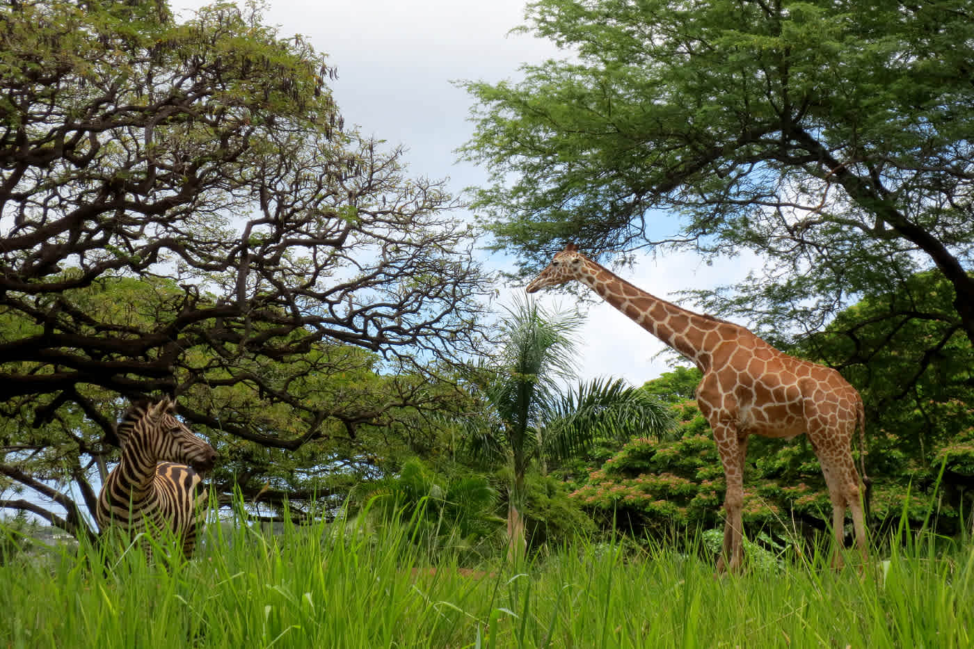 Honolulu Zoo