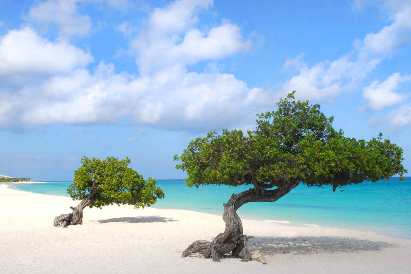 Divi-Divi Trees Aruba