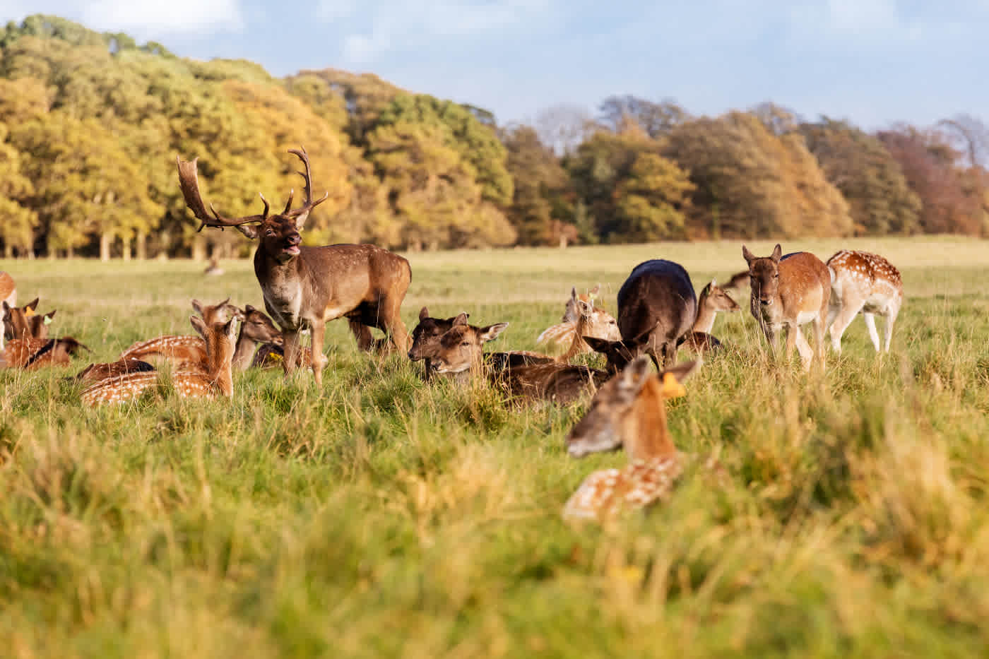 Wild Irish Fauna / Wild Deer in Phoenix Park, Dublin