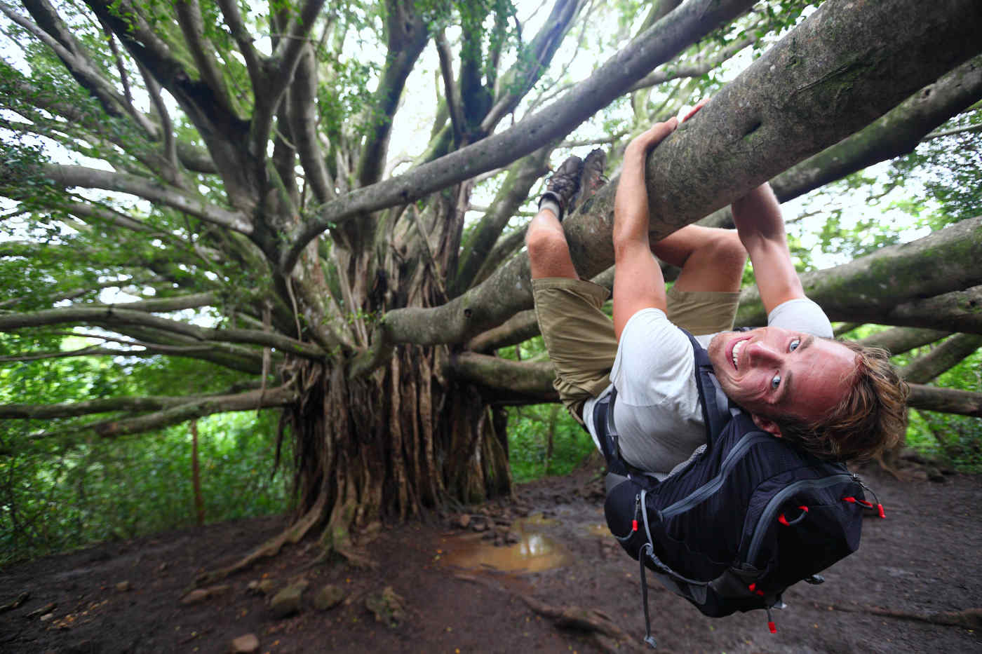 Banyan Tree, Maui