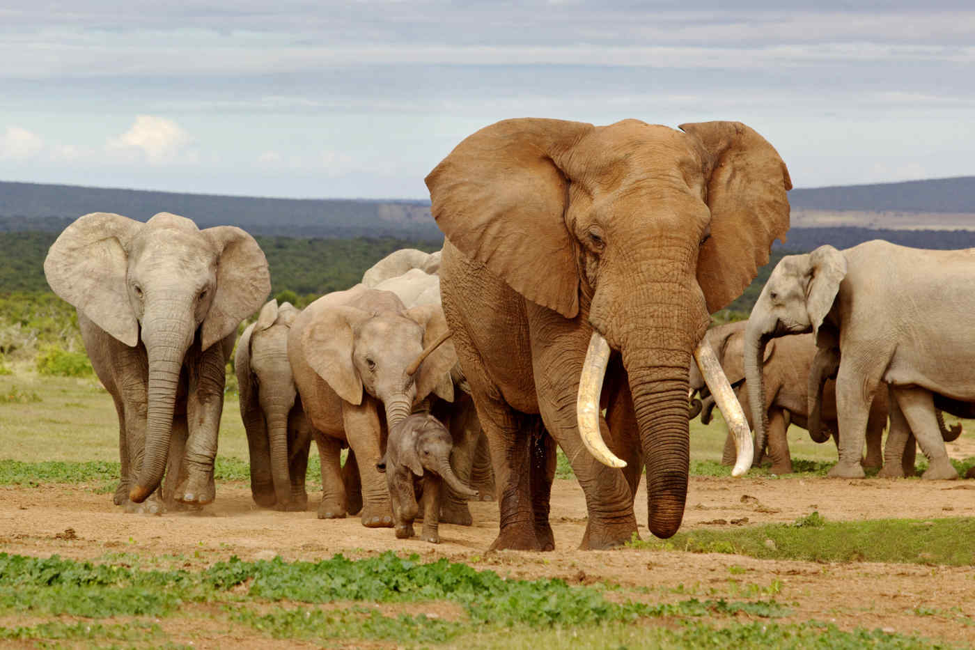 Elephants in Kruger National Park