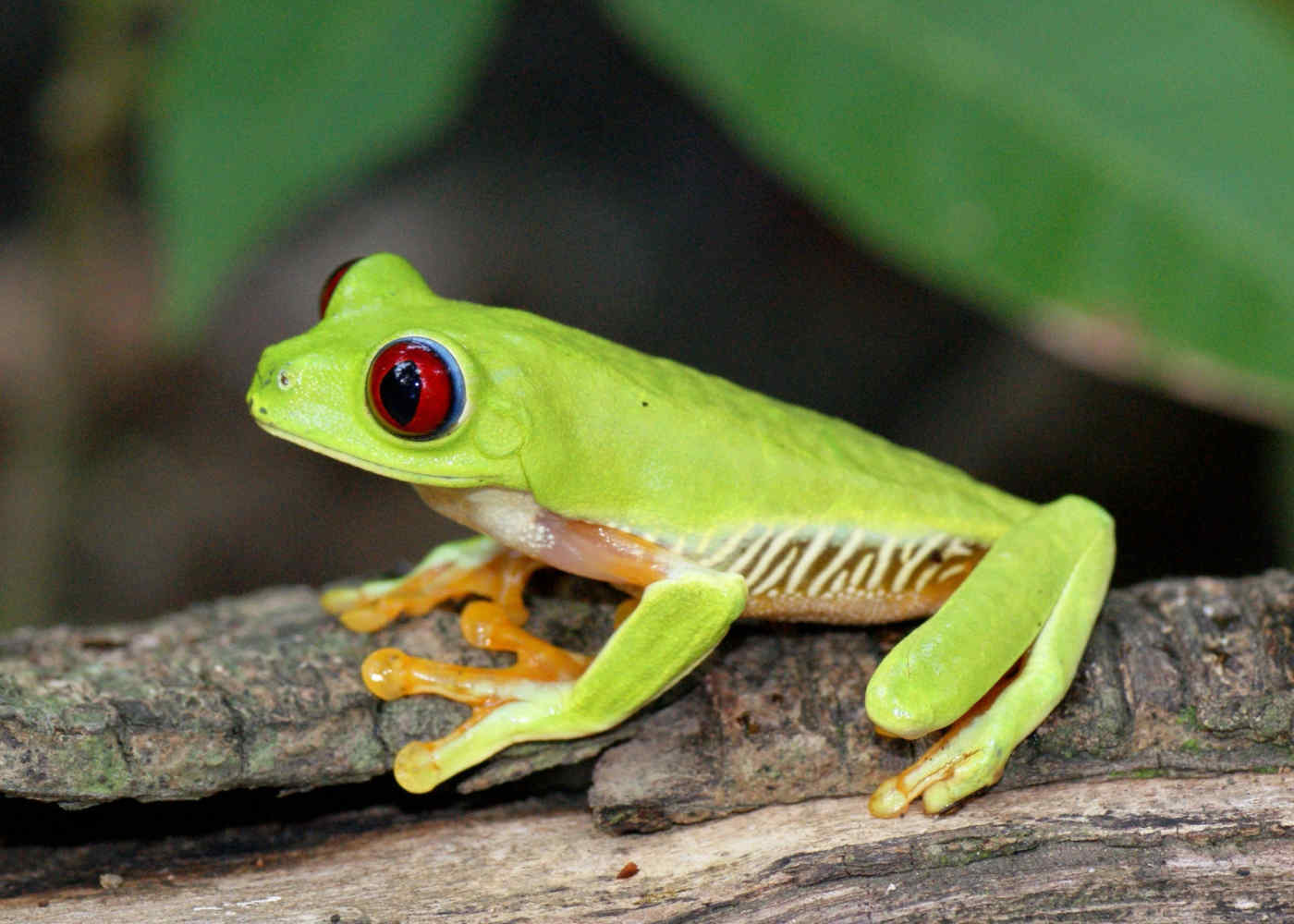 Costa Rica Jungle Vacation Packages Costa Rica Jungles And Java Vacations Greatvaluevactions Com