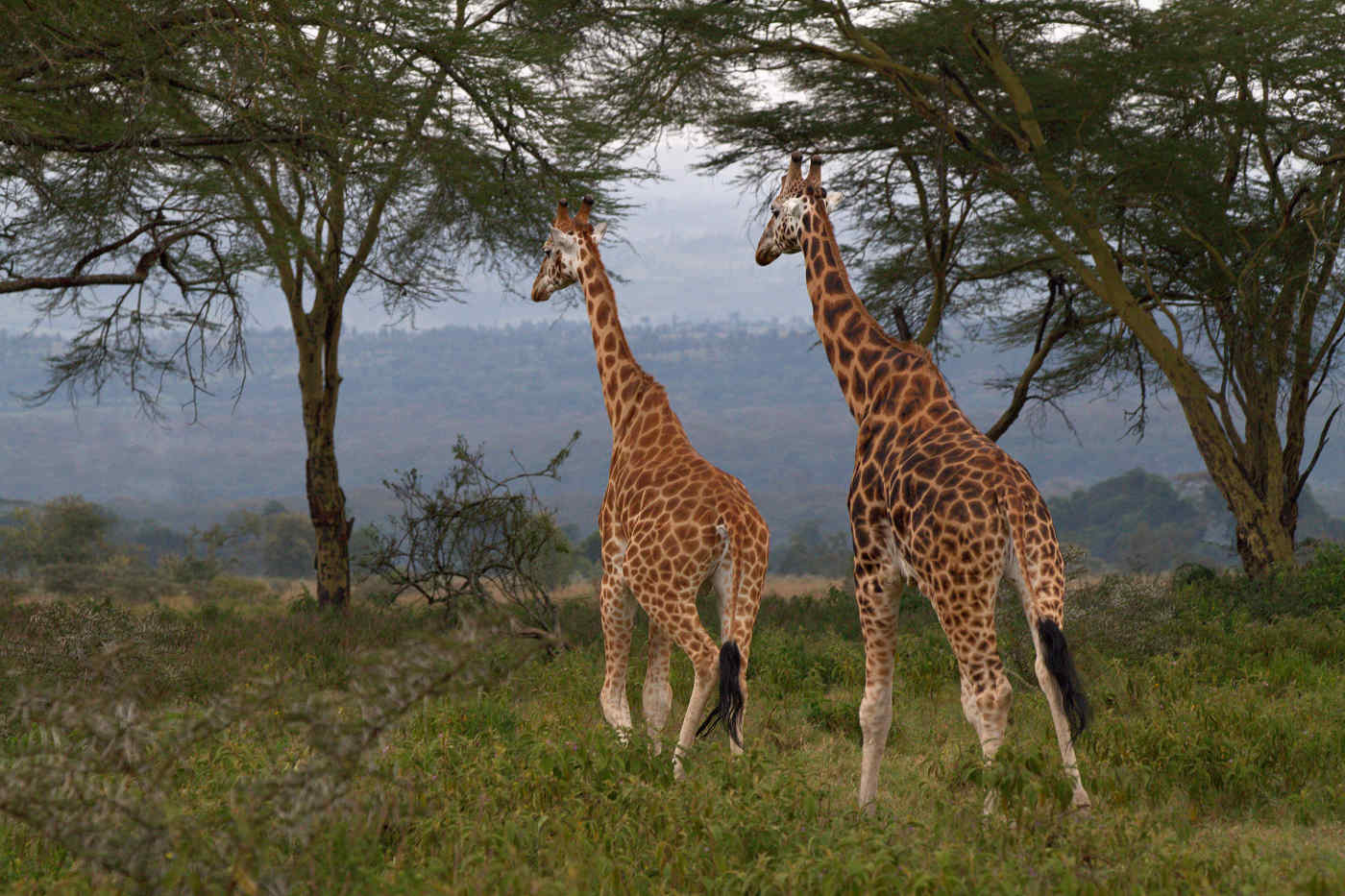 Thornybush Game Reserve