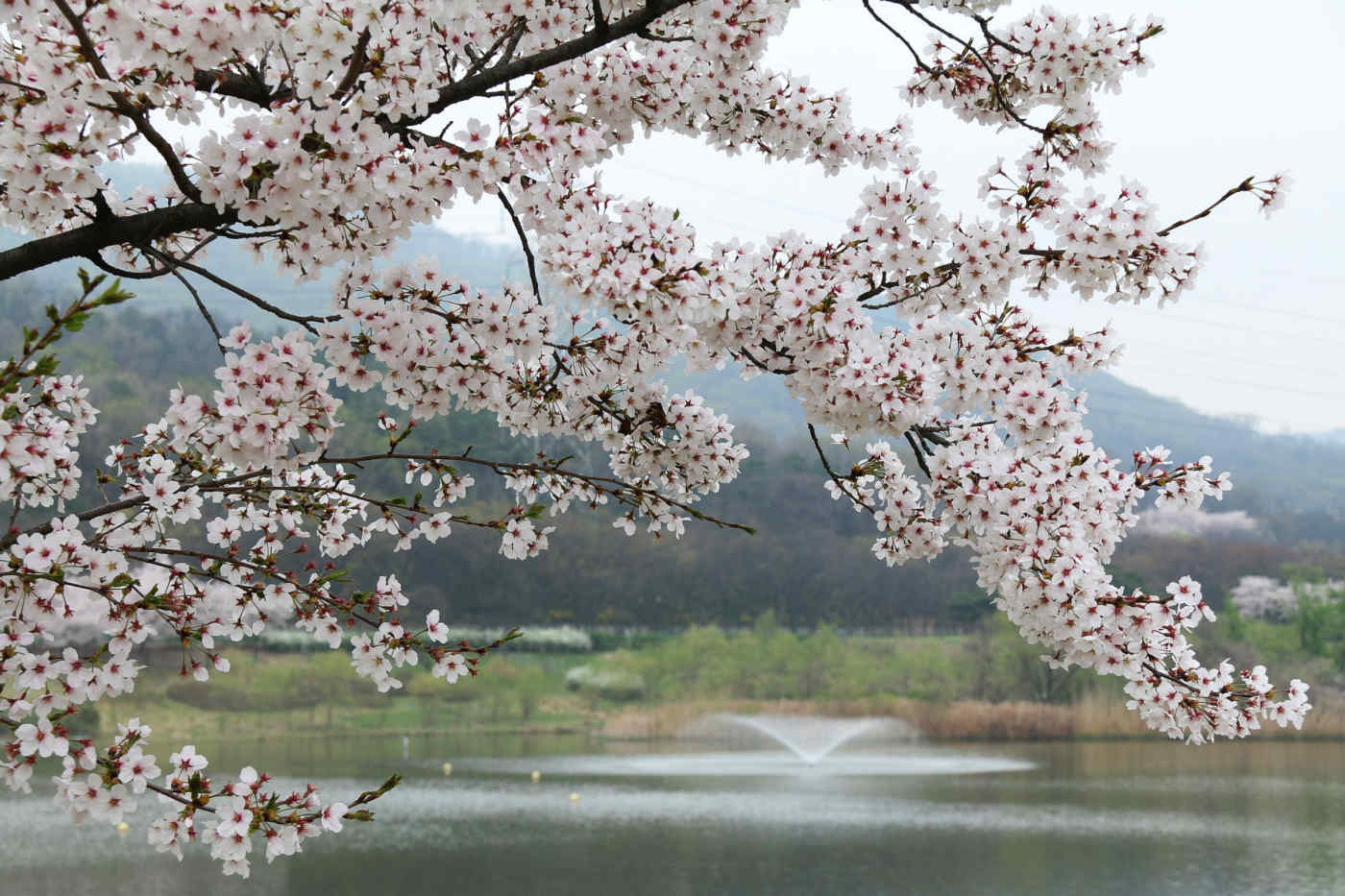 Where to See Spring Blossoms Around the World