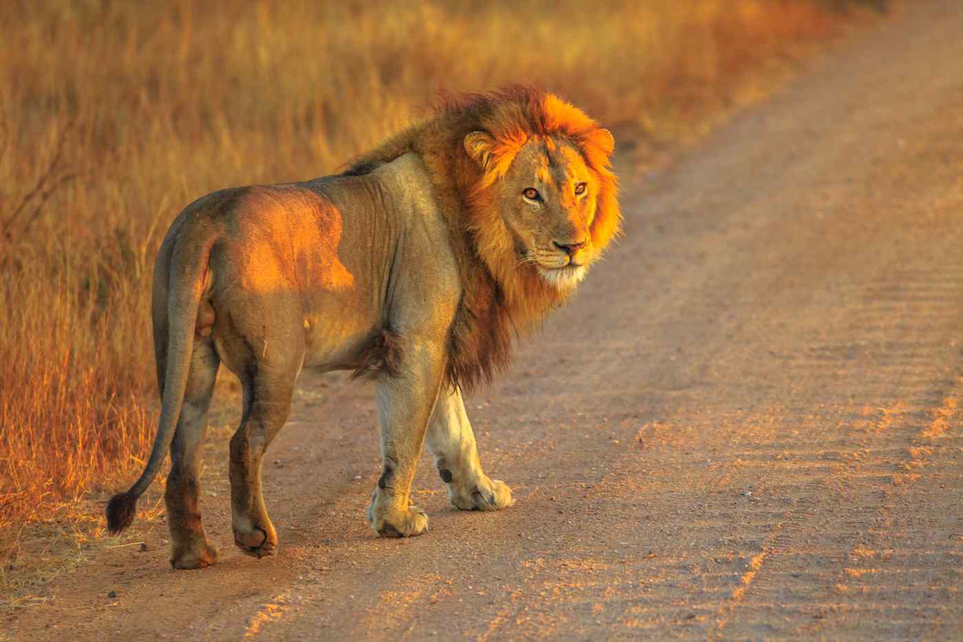 Kruger National Park