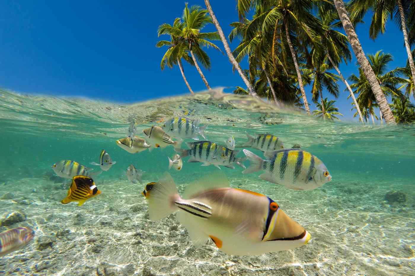 Fiji Vacation Packages & Deals Inclusive of Flight & Hotel