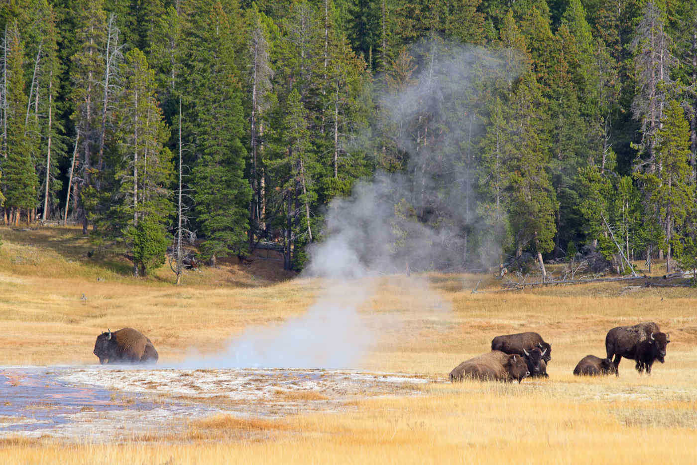 Yellowstone National Park