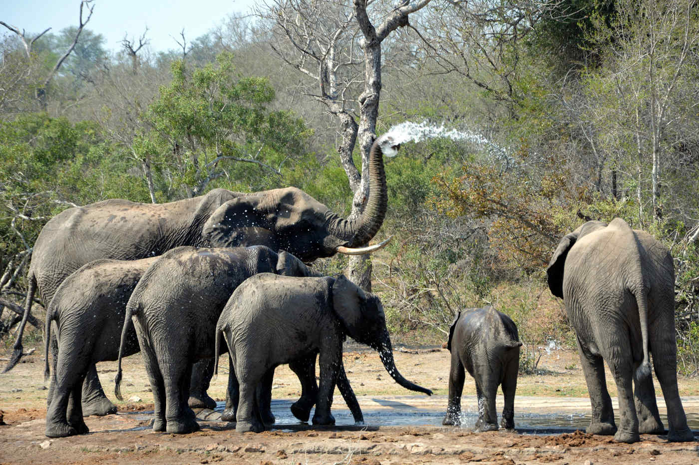 Kruger National Park, South Africa