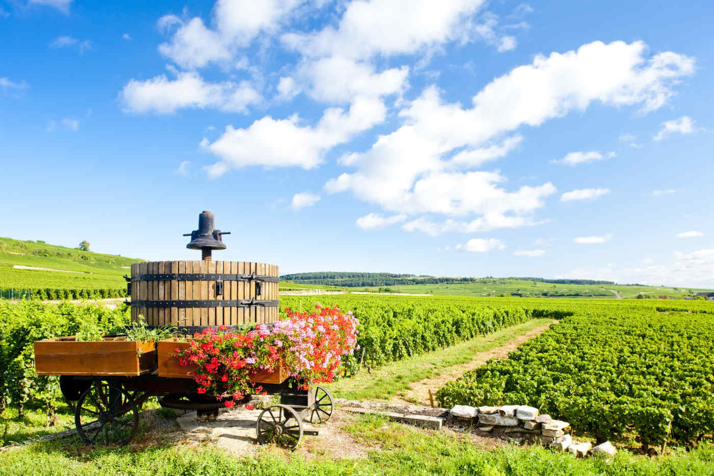 Vineyard in Burgundy