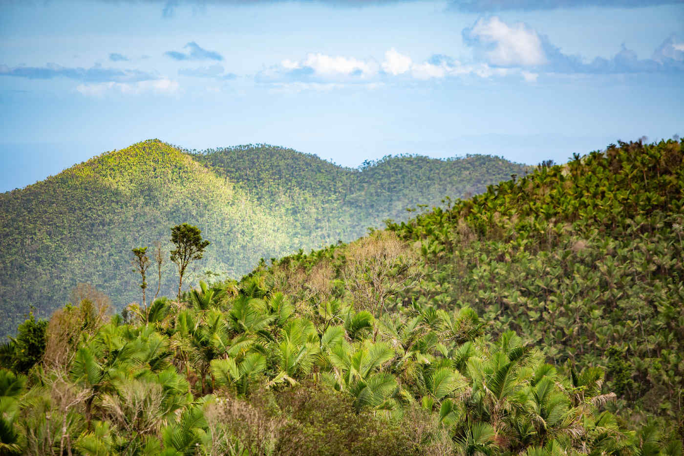 El Yunque Rainforest