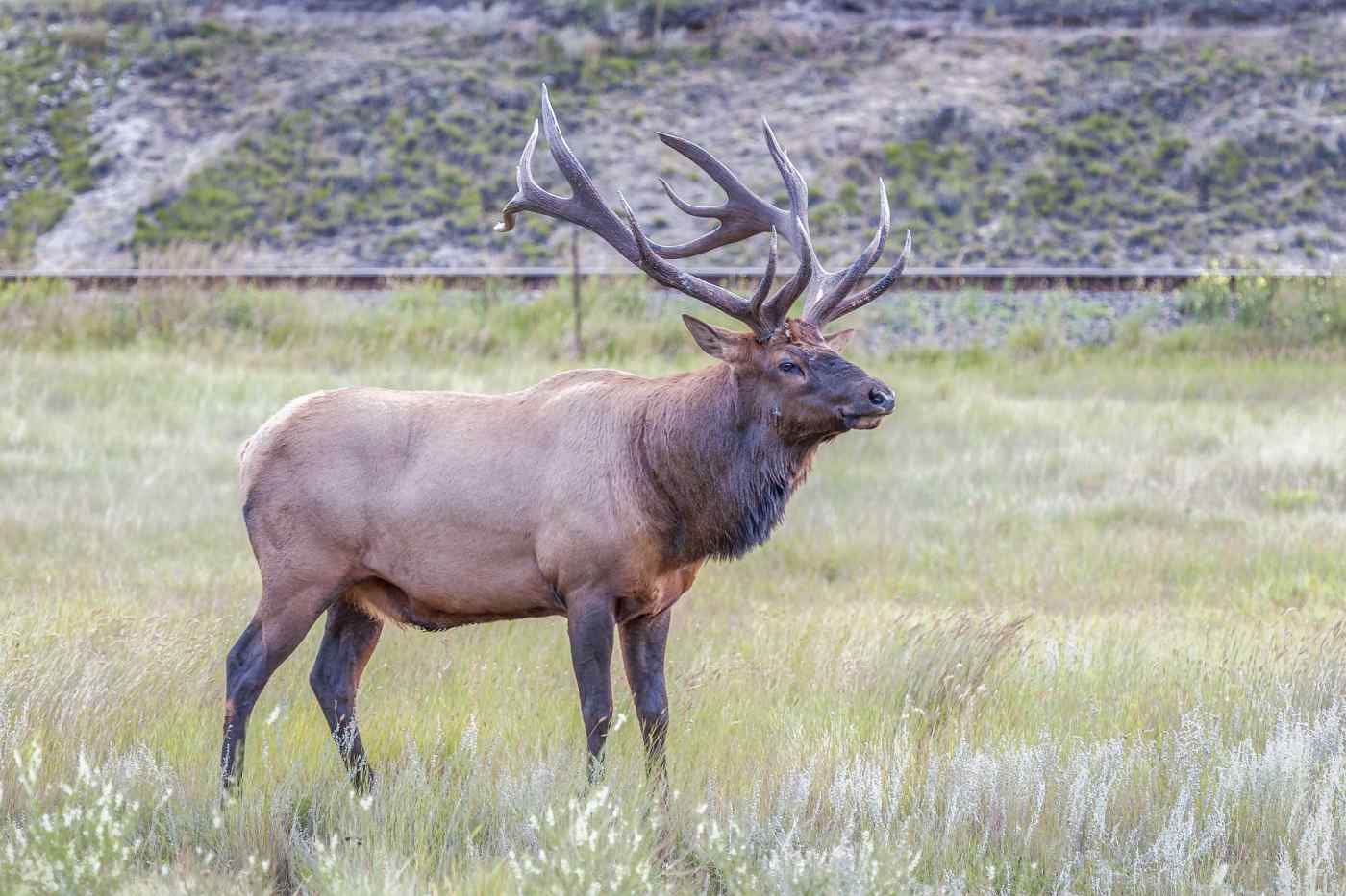 Elk